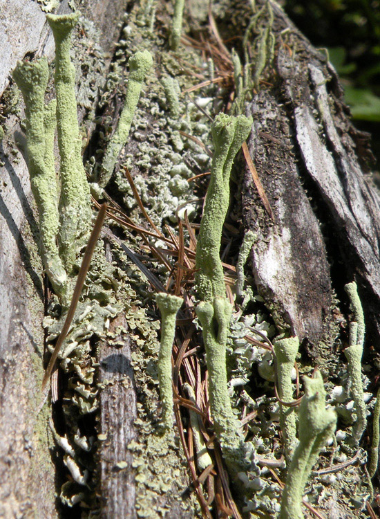 Tutte Cladonia fimbriata?